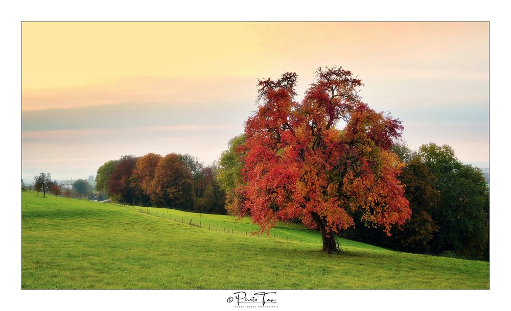 Birnbaum im Herbstkleid