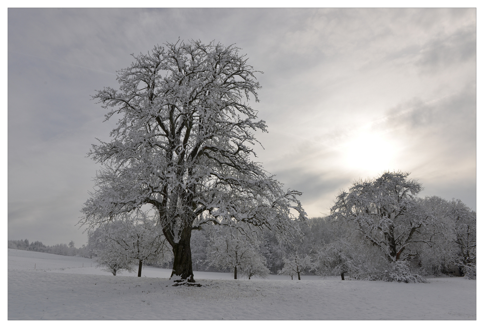 Birnbaum im Winter.