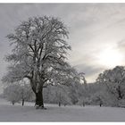 Birnbaum im Winter.