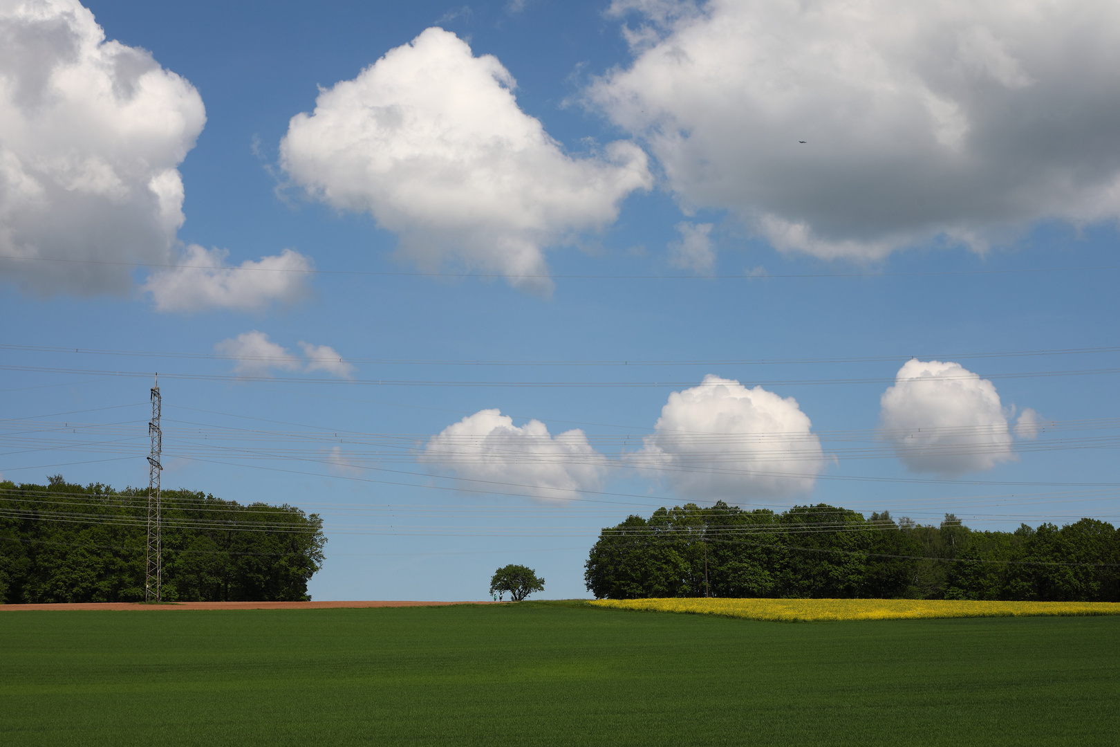 Birnbaum in der Landschaft