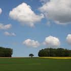 Birnbaum in der Landschaft