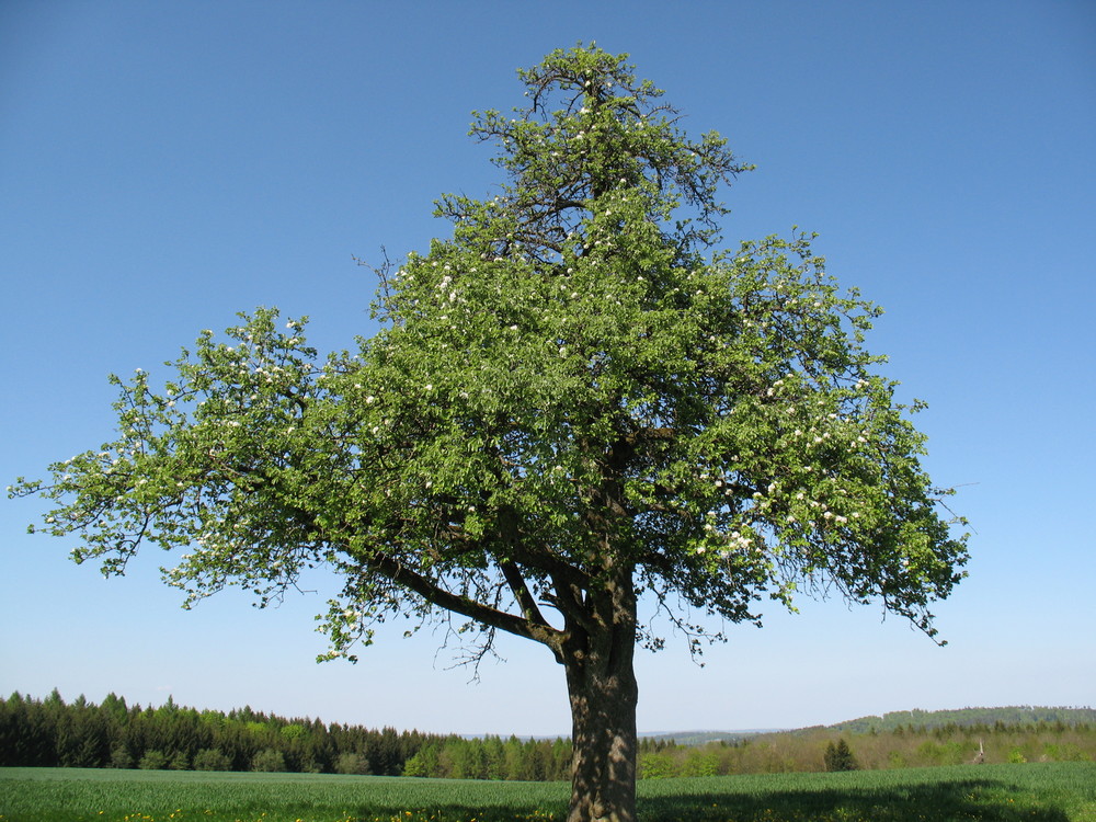 Birnbaum in neuer Frühlingskollektion...