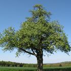 Birnbaum in neuer Frühlingskollektion...