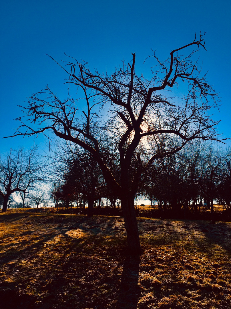 Birnbaum in Ostfildern