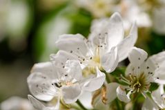 Birnbaum in seiner Pracht