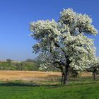 Birnbaum in Vollblüte