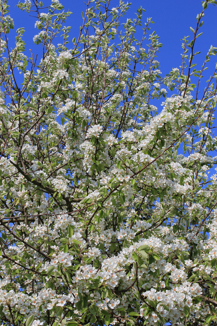 Birnbaum in Vollblüte, pear tree thriving