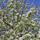 Birnbaum in Vollblüte, pear tree thriving