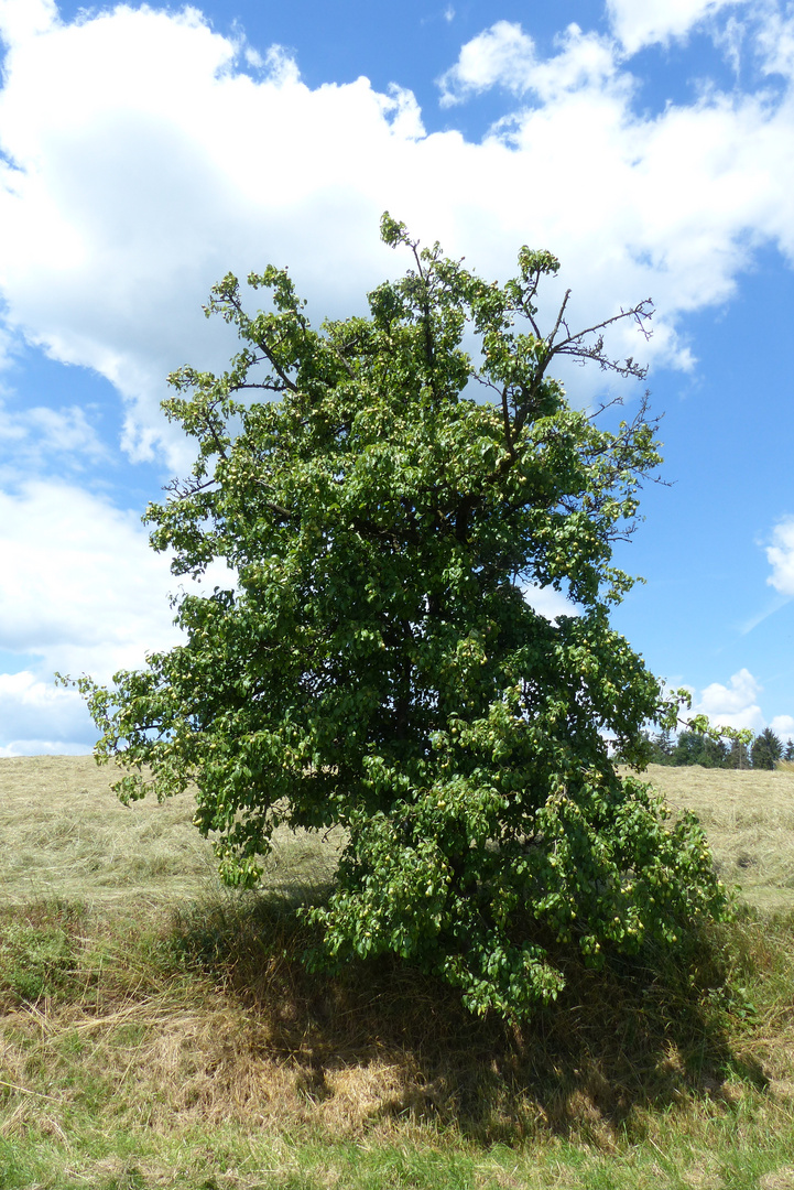 Birnbaum - Juni 2018