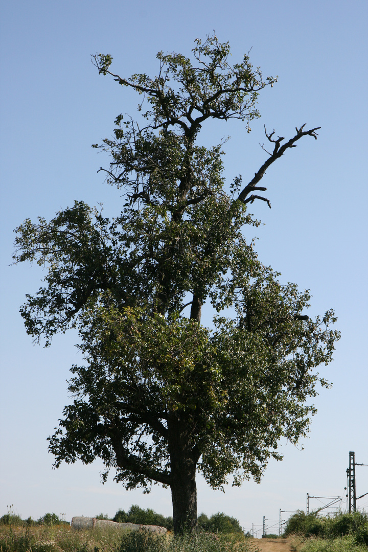 Birnbaum mit Memory-Effekt