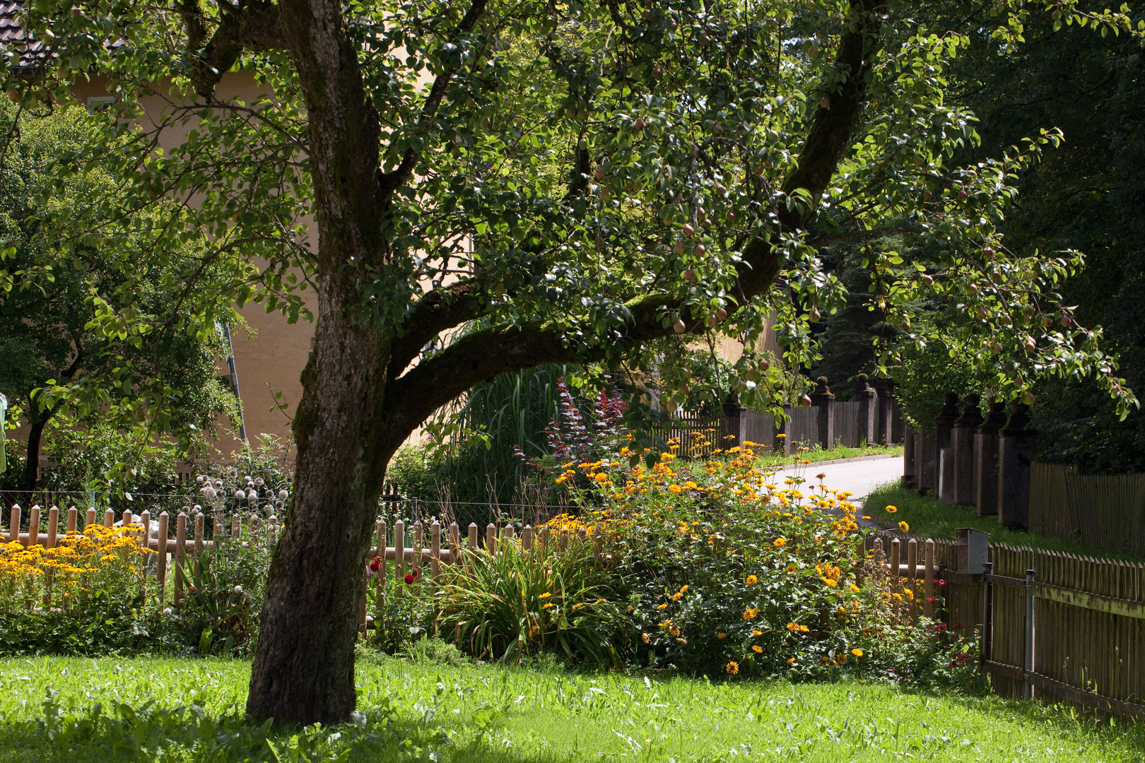 Birnbaum vorm Haus Foto & Bild landschaft, garten & parklandschaften