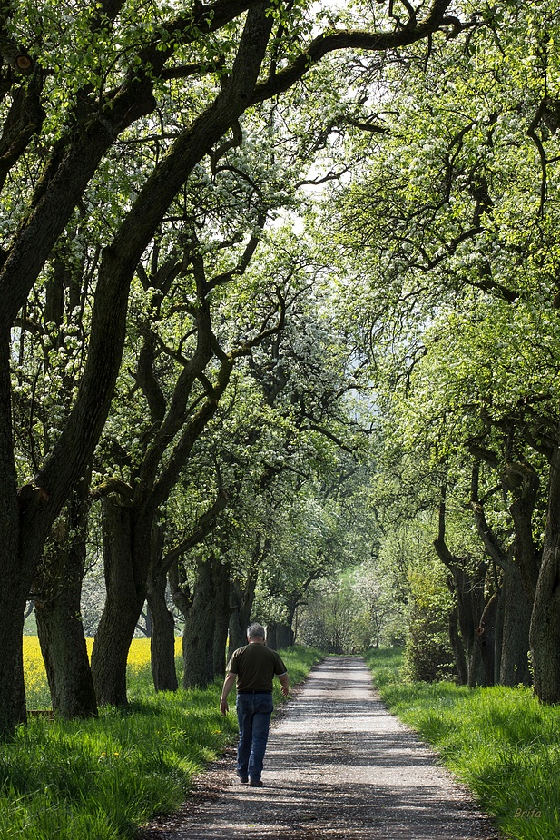 Birnbaumallee im Frühling