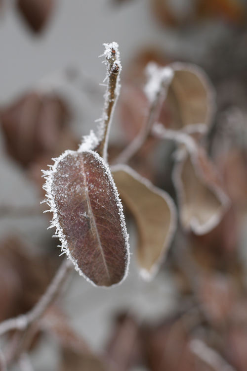 Birnbaumblätter mit Schneekristallen