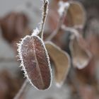 Birnbaumblätter mit Schneekristallen