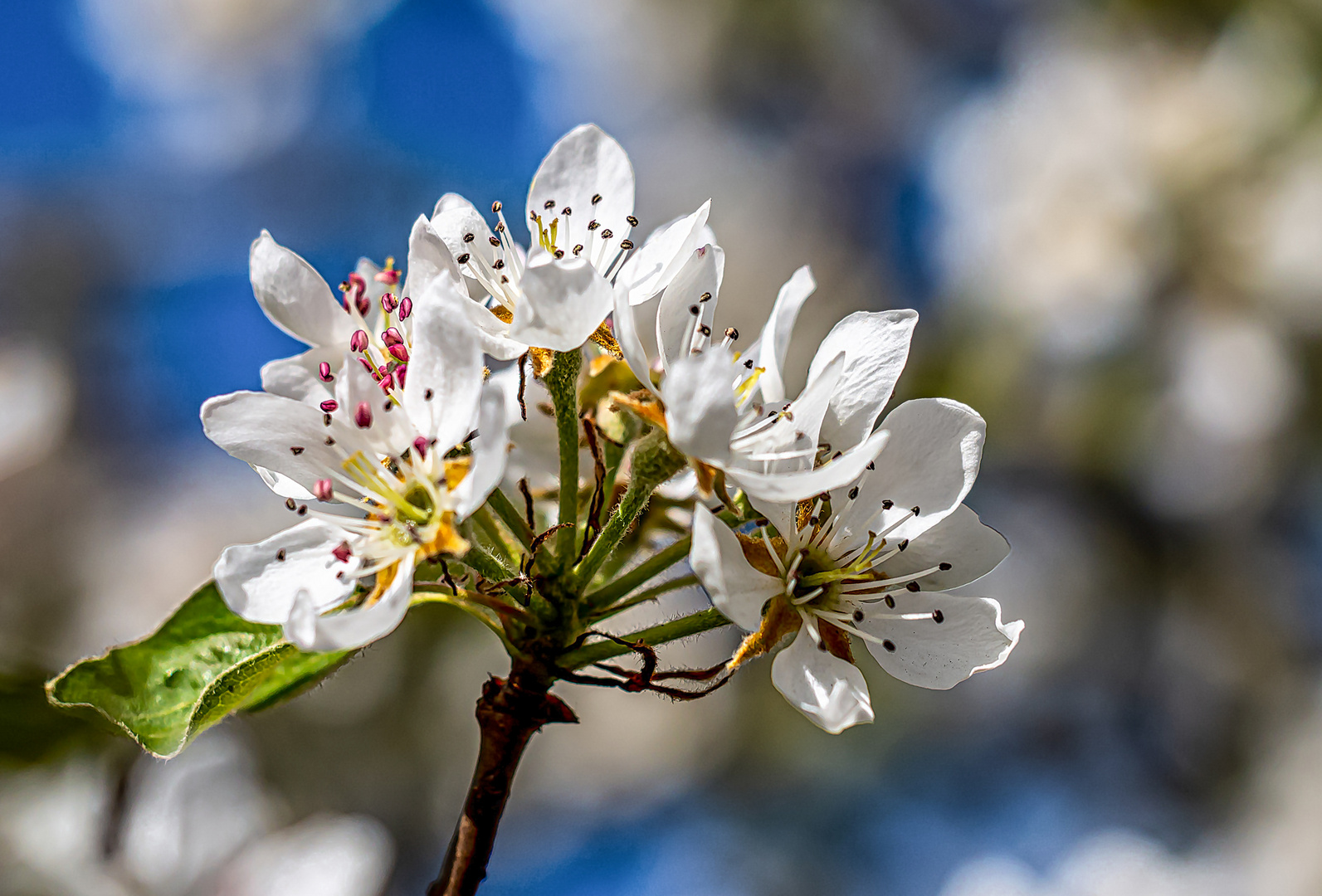 Birnbaumblüte 