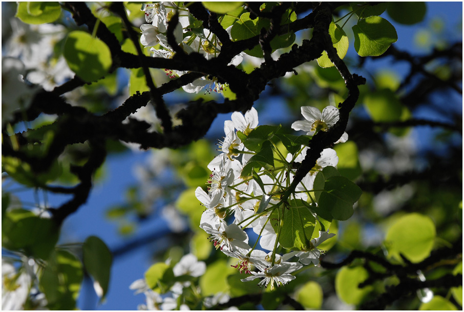 Birnbaumblüte