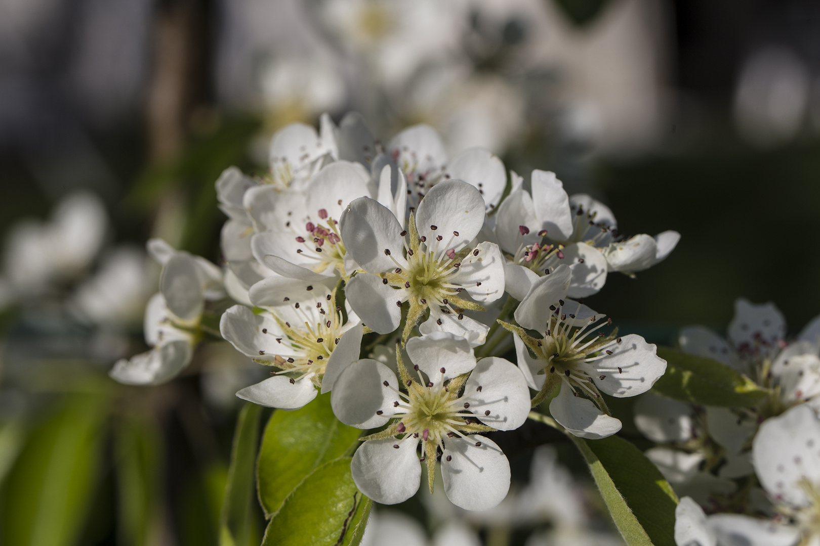 Birnbaumblüte