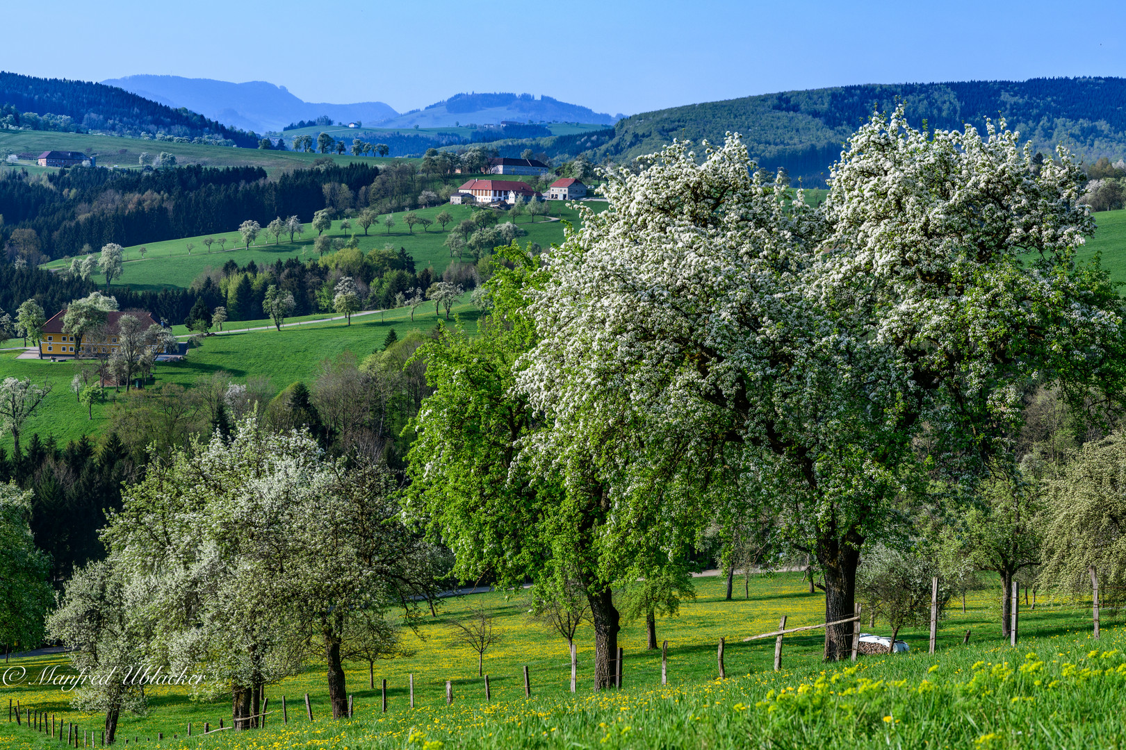 Birnbaumblüte ...