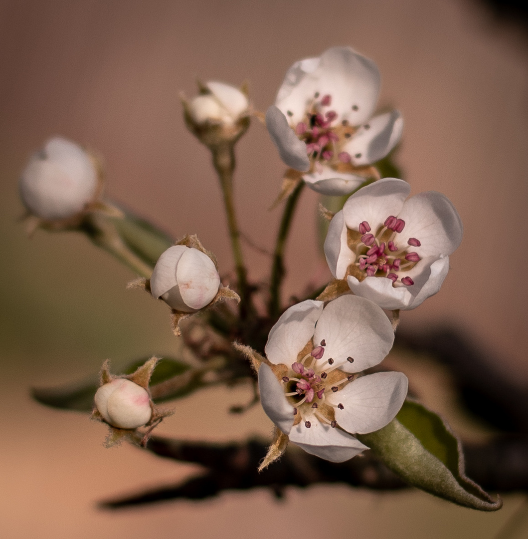 Birnbaumblüte