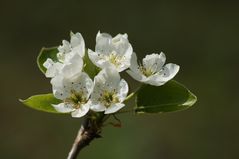 Birnbaumblüte