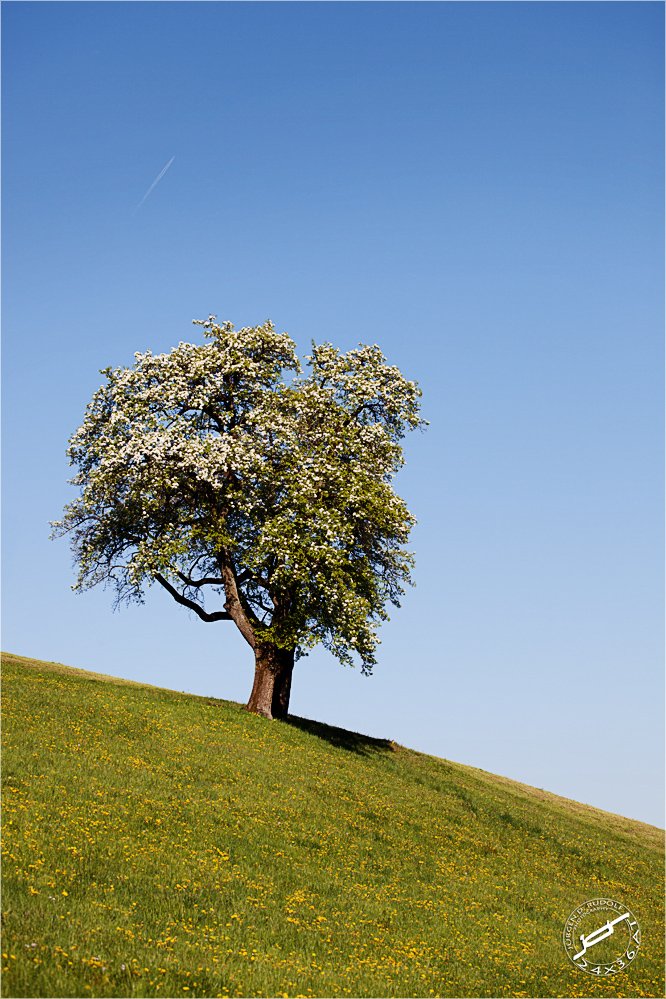 BirnBaumBlüte