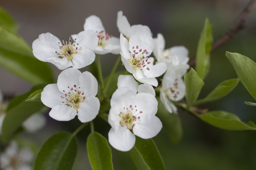 Birnbaumblüte