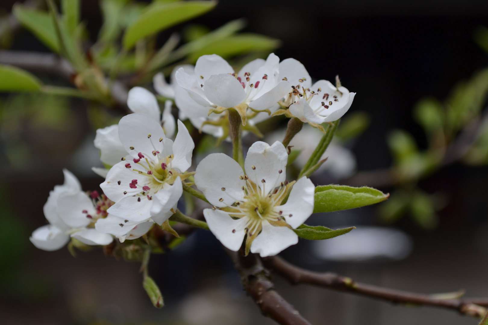 Birnbaumblüte