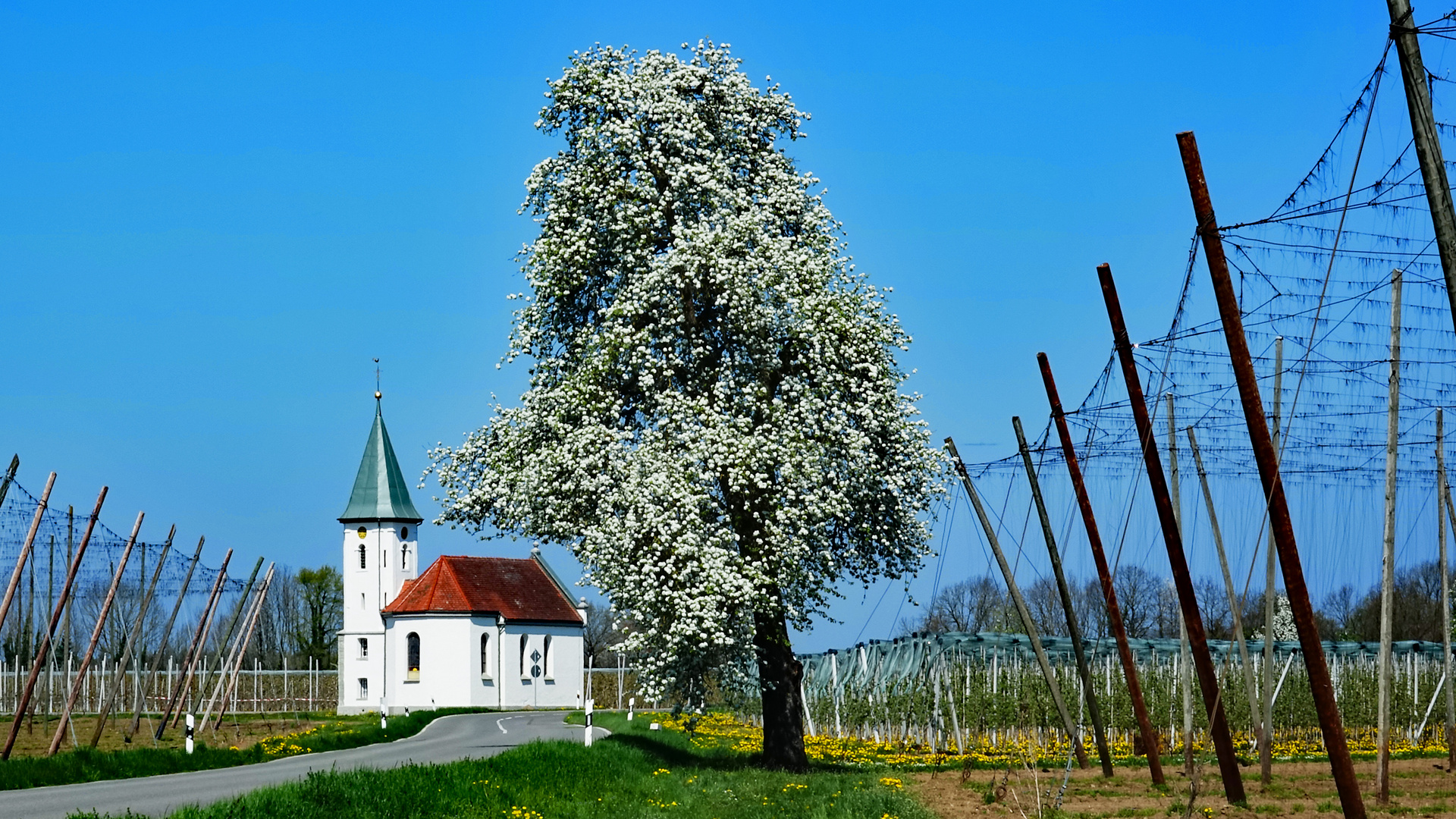 Birnbaumblüte im Dorf Apflau/Tettnang 