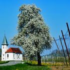 Birnbaumblüte im Dorf Apflau/Tettnang 