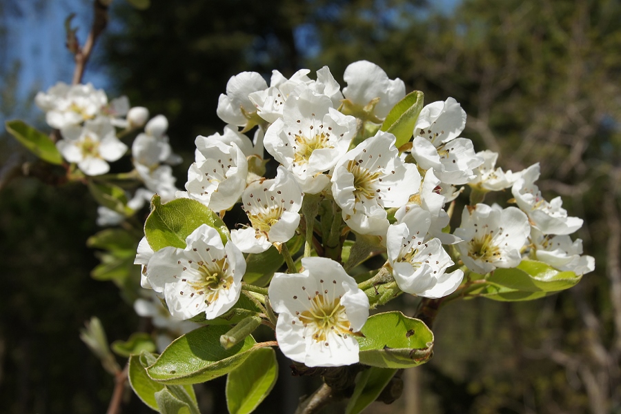 Birnbaumblüte im Frühling