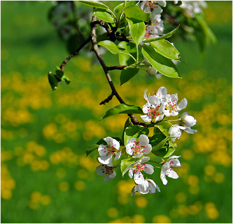 Birnbaumblüten