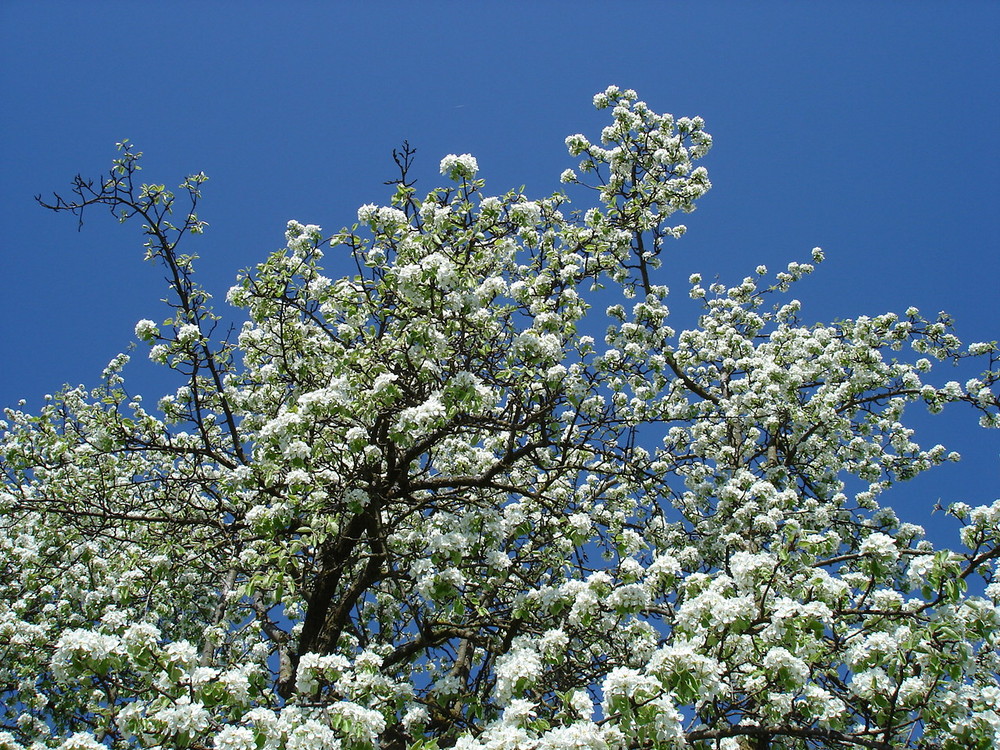 Birnbaumblüten