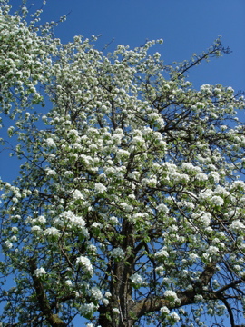 Birnbaumblüten