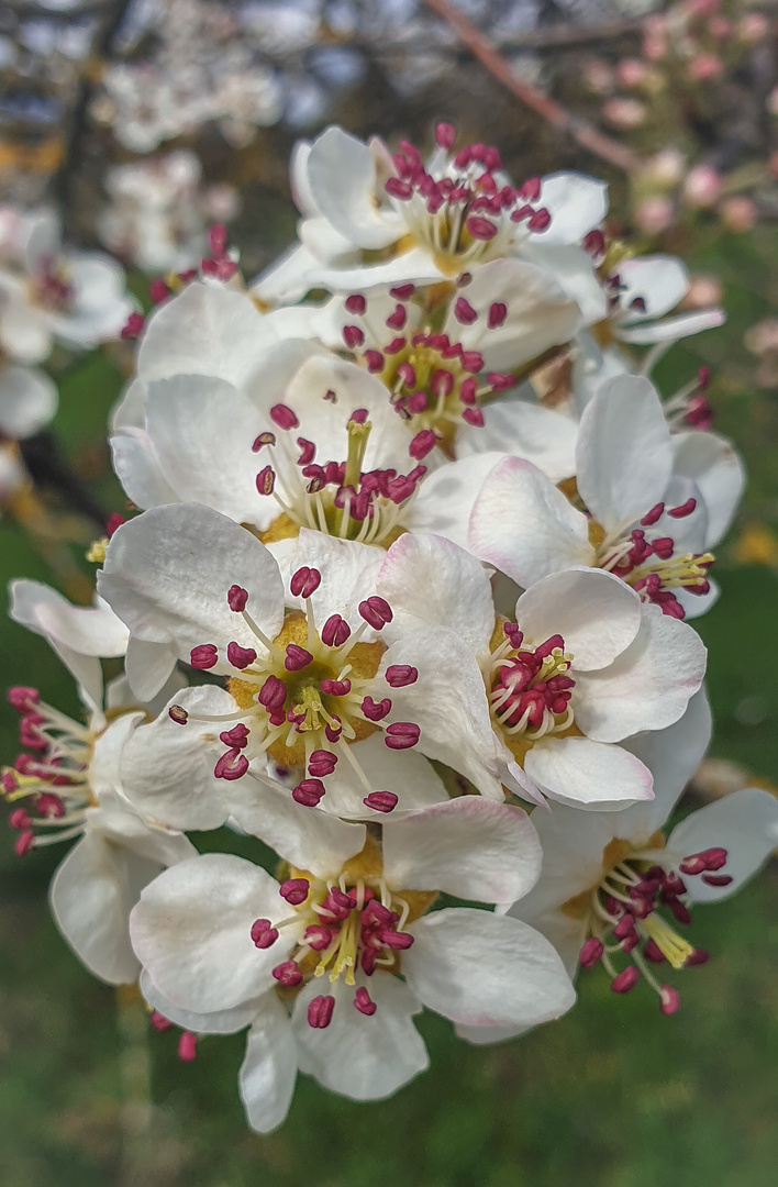 Birnbaumblüten