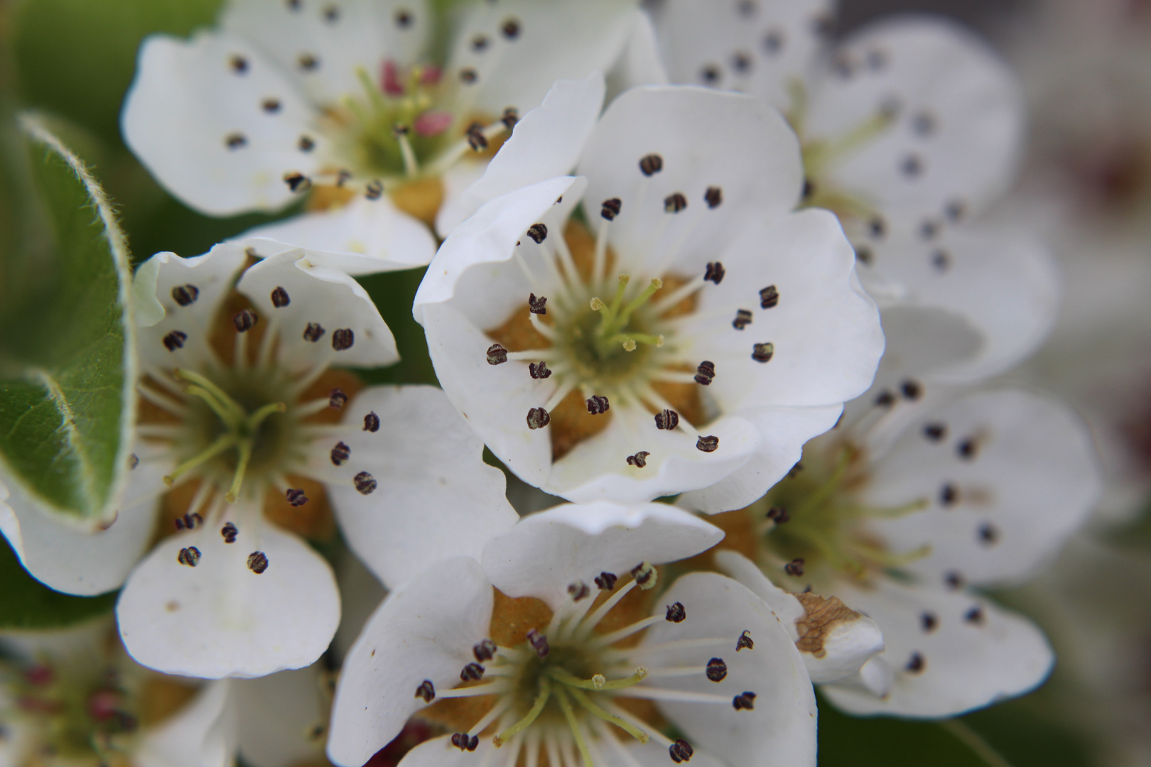 Birnbaumblüten