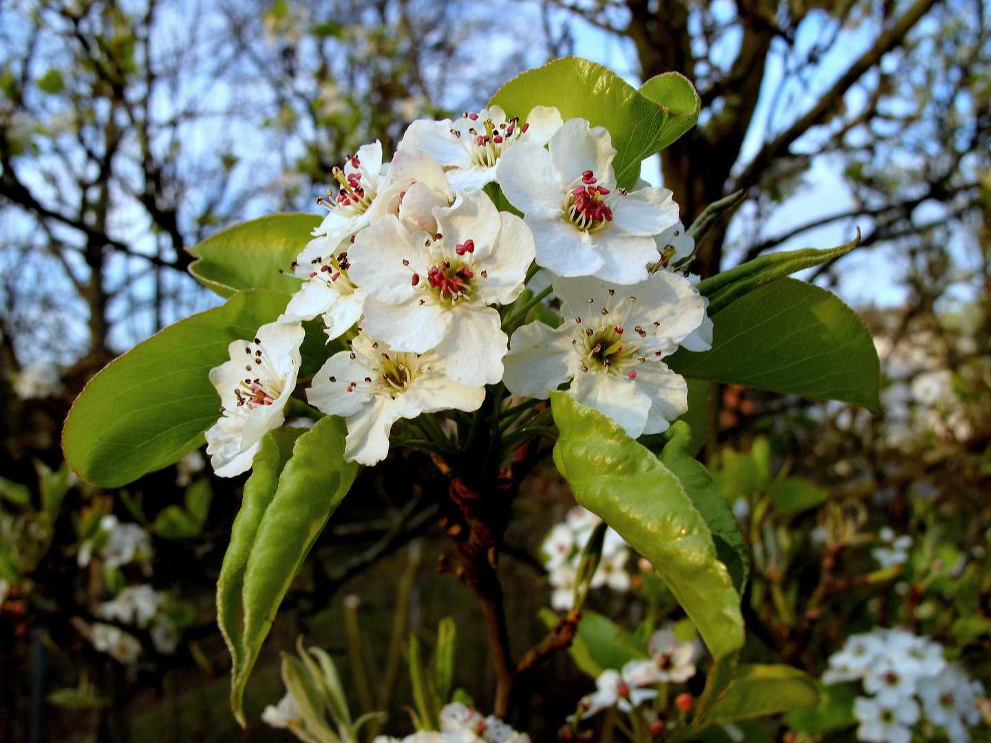 Birnbaumblüten