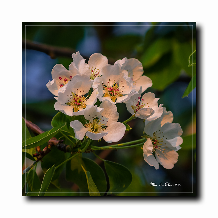 Birnbaumblüten im Abendlicht.