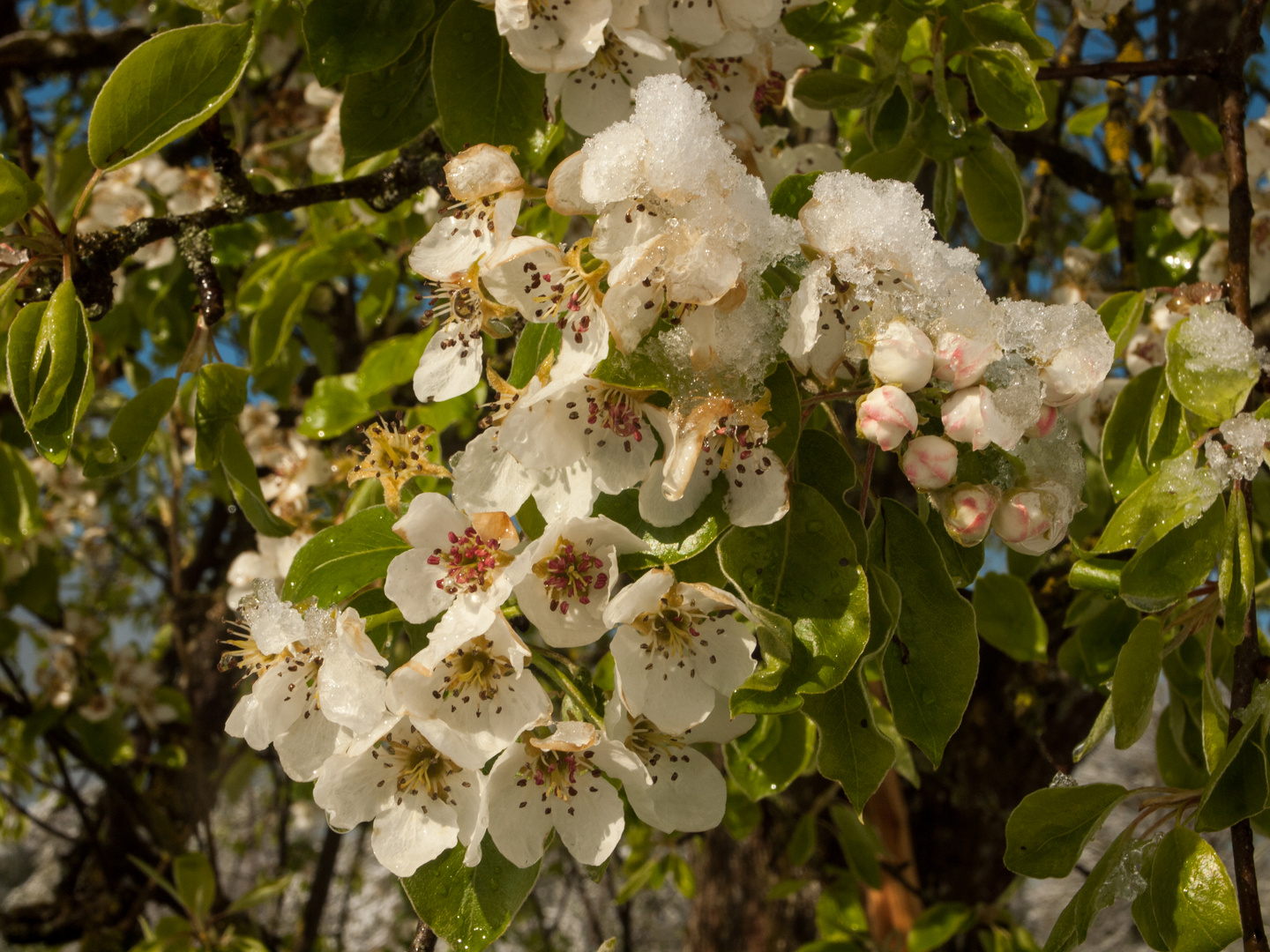 Birnbaumblüten im Schnee