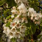 Birnbaumblüten im Schnee