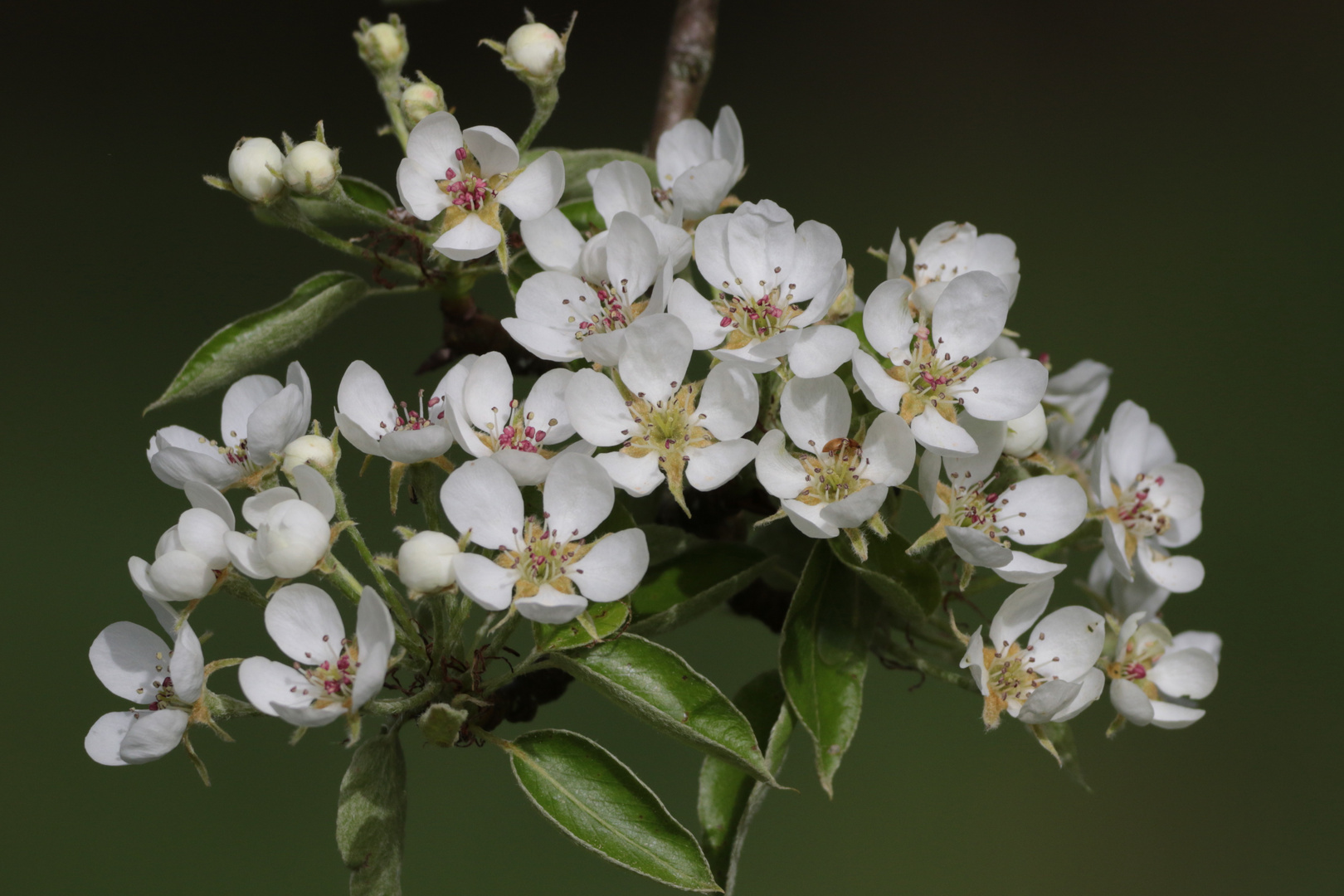 Birnbaumblüten IMG_3358