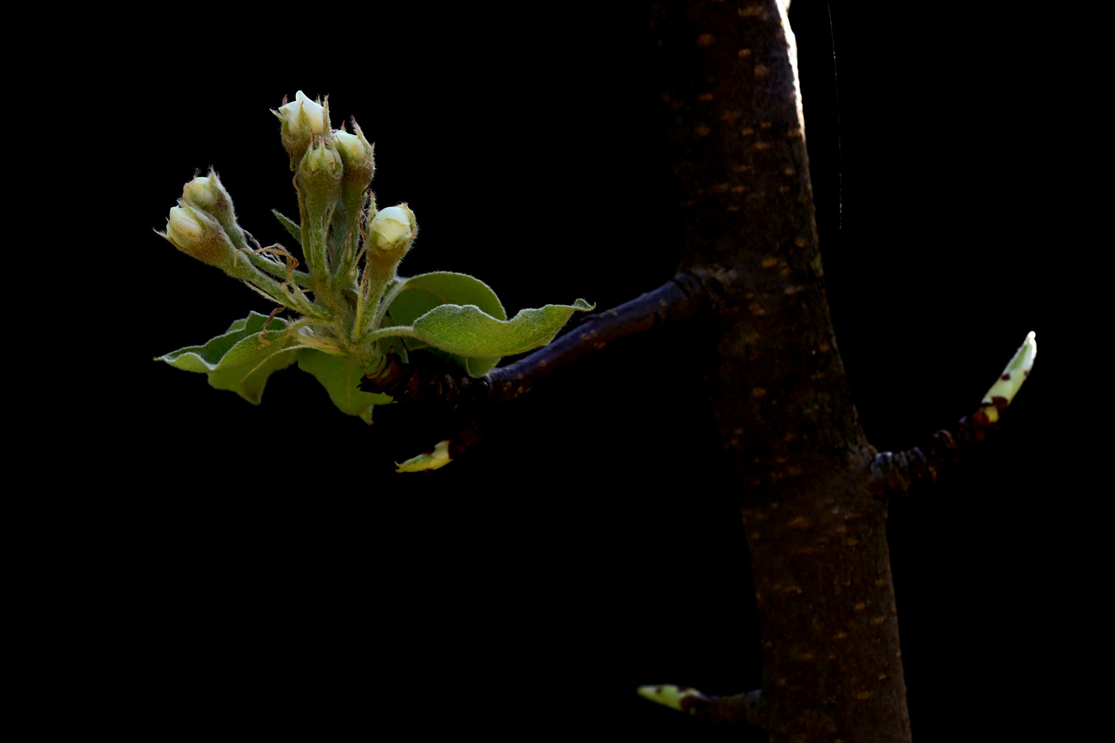 Birnbaumblüten in den Startlöchern