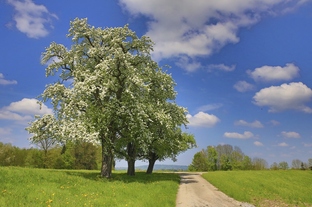 Birnblüte