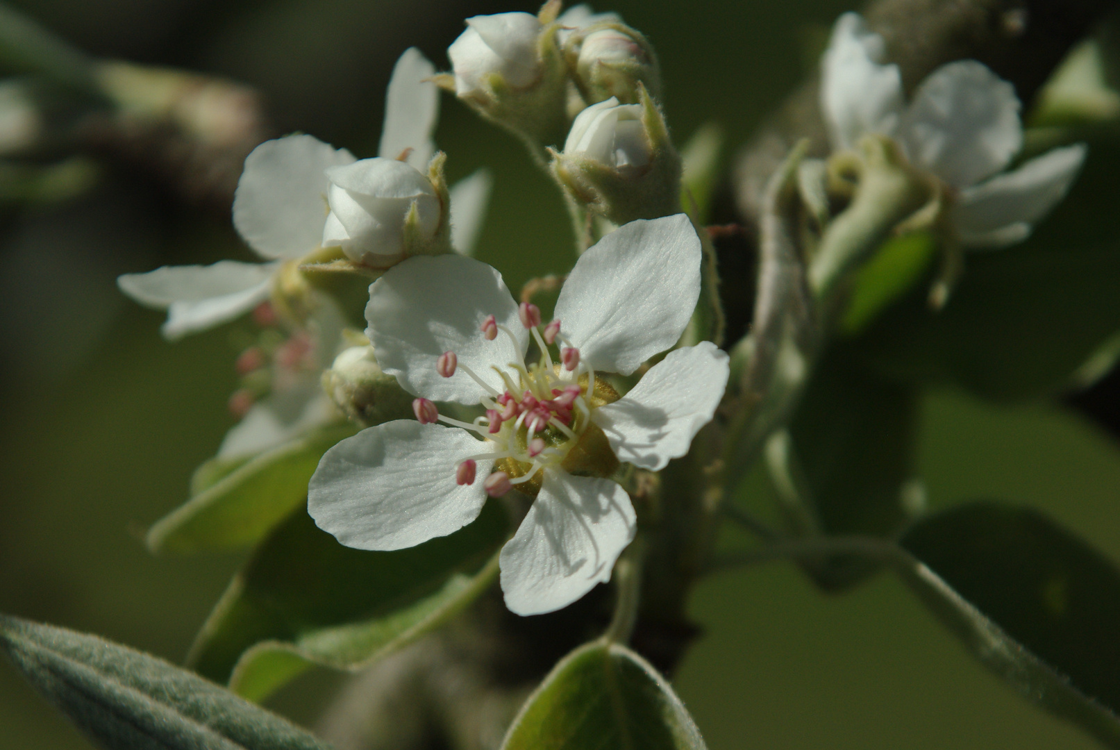 Birnblüte