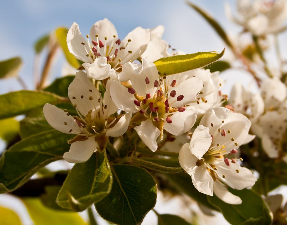 Birnblüte im Garten