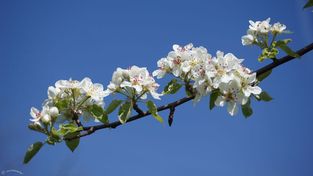 ' Birnblüten '