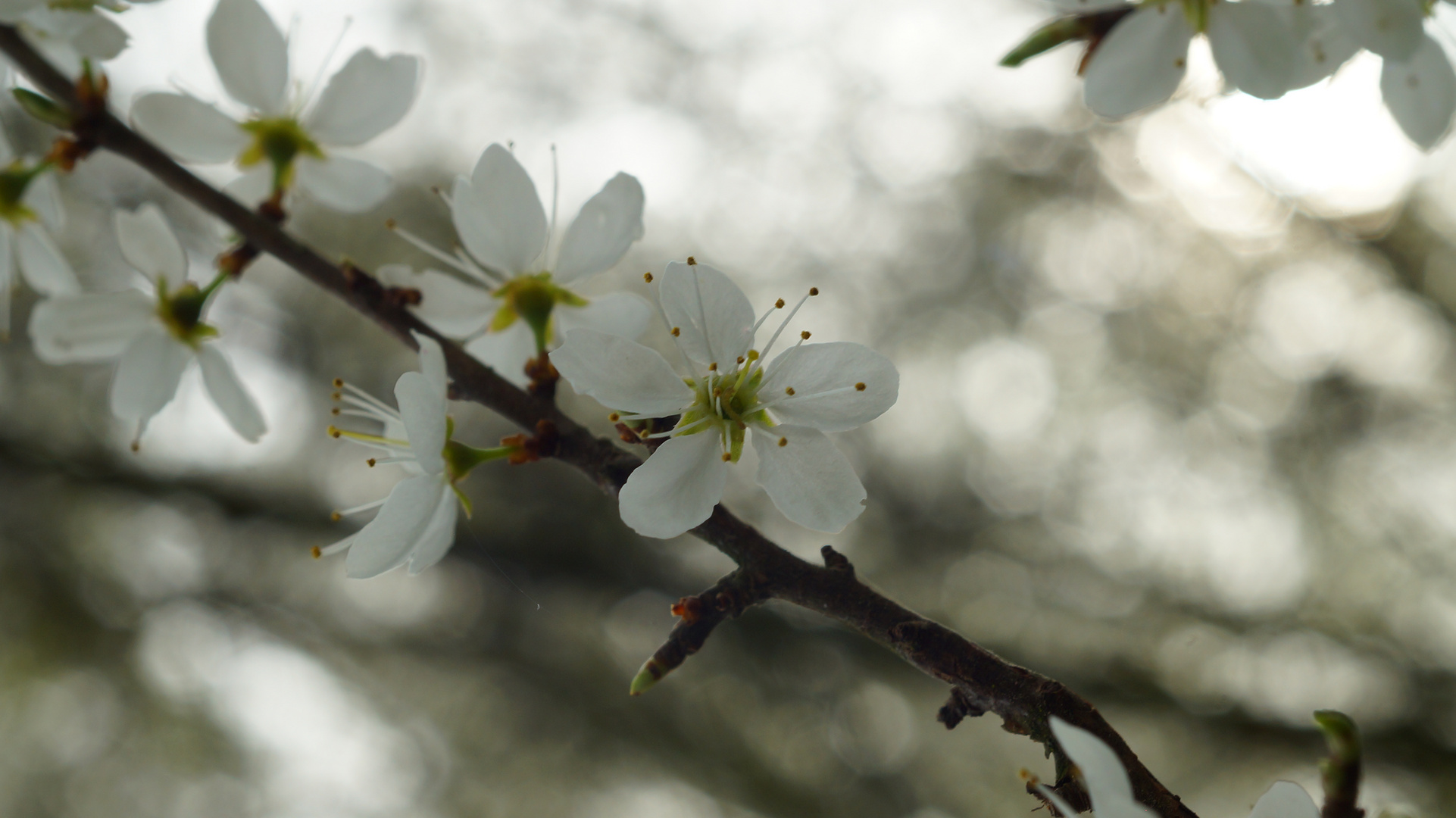 Birnblüten