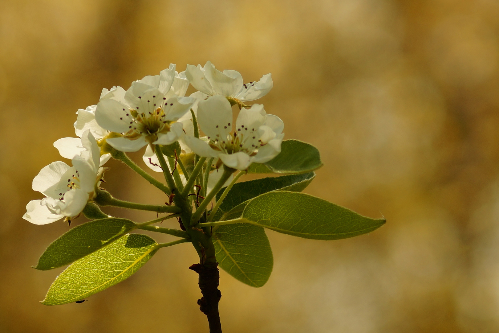 Birne Foto &amp; Bild | birnbaum, birne, weiße blüten Bilder auf fotocommunity