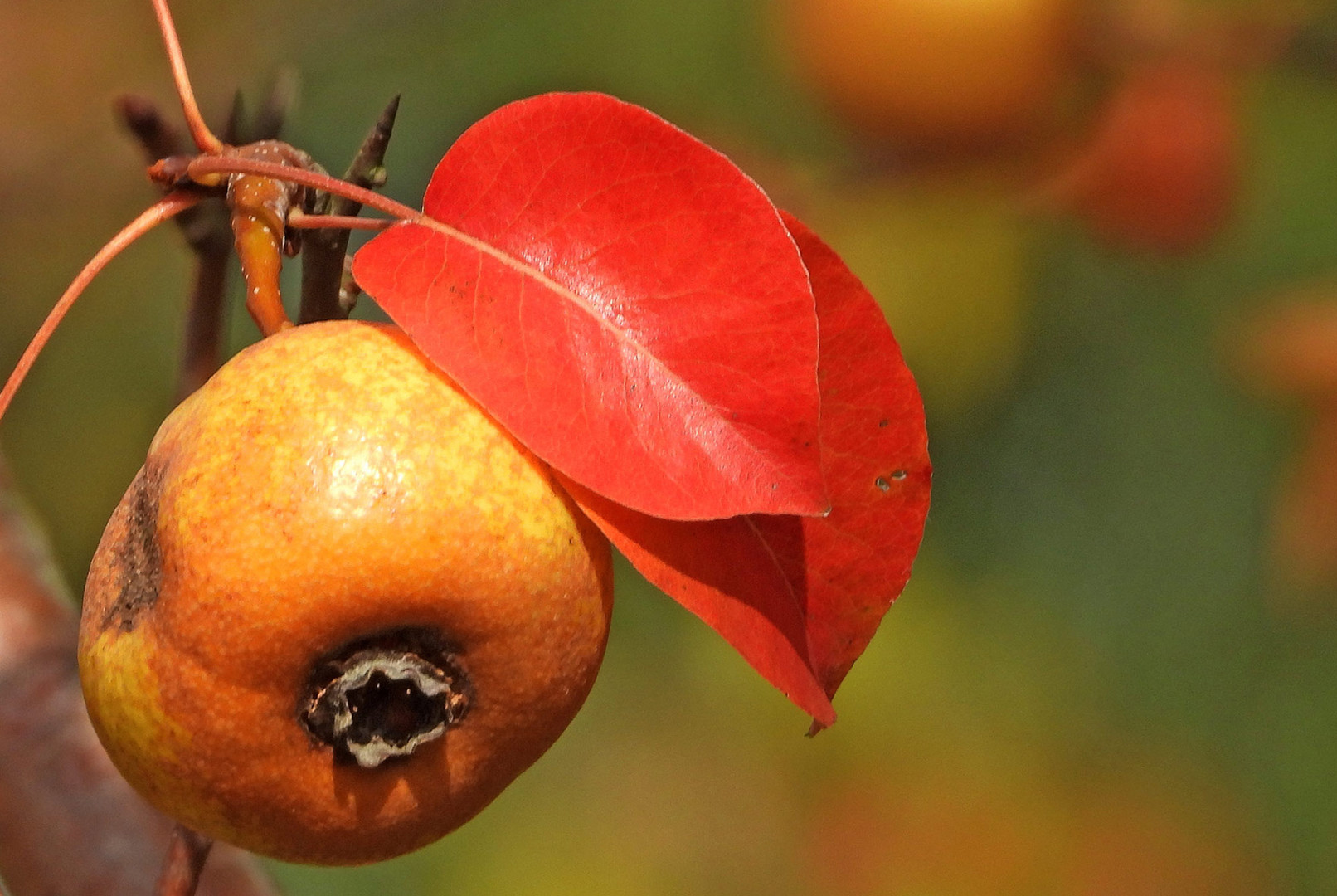 Birne Foto &amp; Bild | natur, pflanzen, pilze &amp; flechten Bilder auf ...