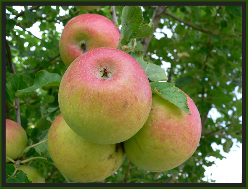 birne apfel oder kiwi ?? *g*