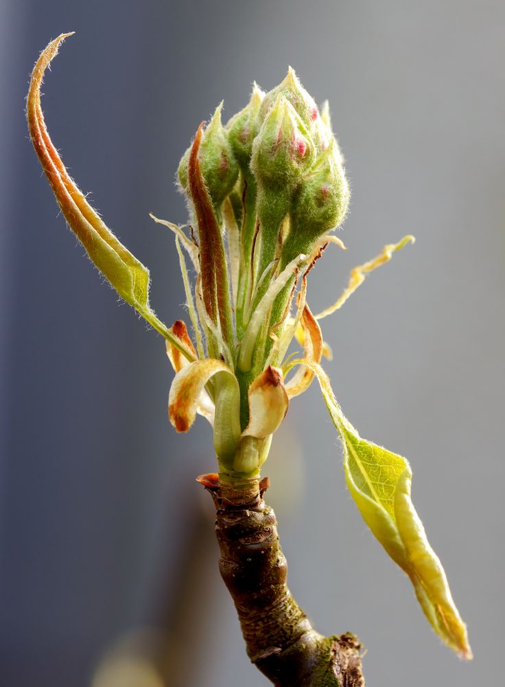 Birne Blüte.